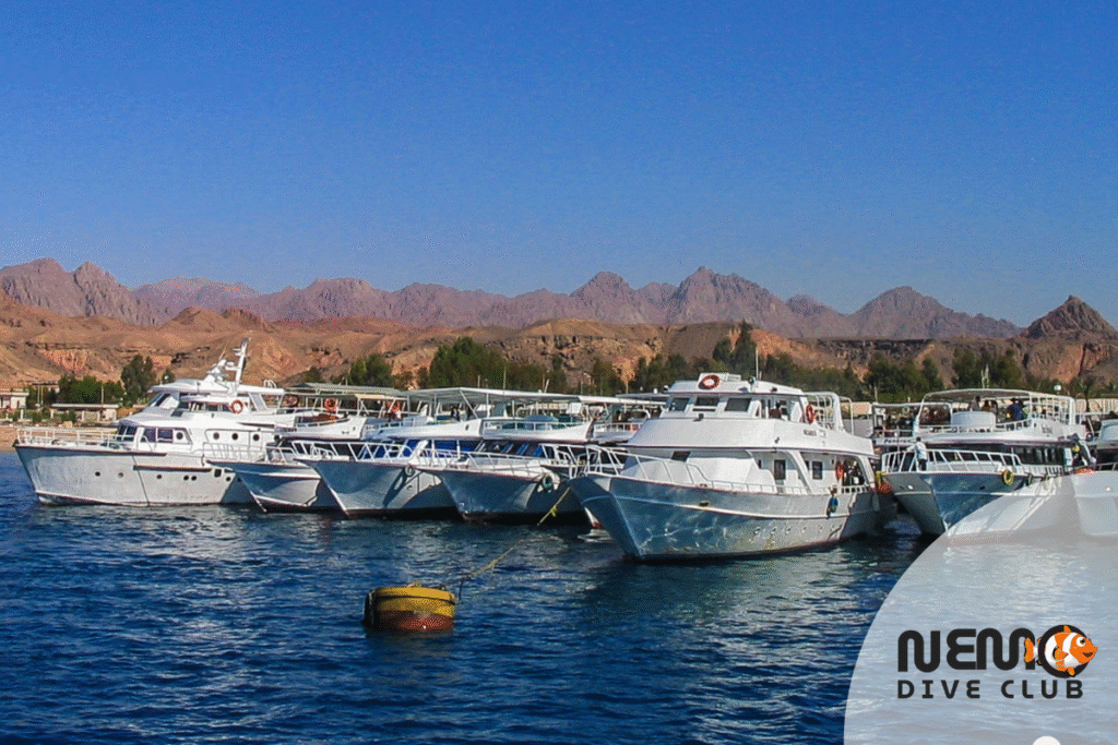 Dive and dive with In nemo Dive Club