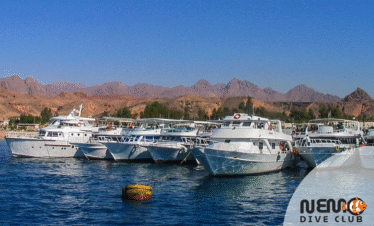Dive and dive with In nemo Dive Club