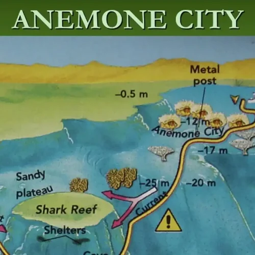 Anemone City