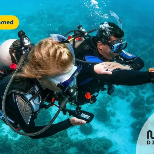 Basic-diver