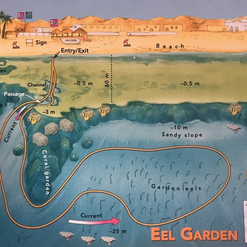 Eel Garden
