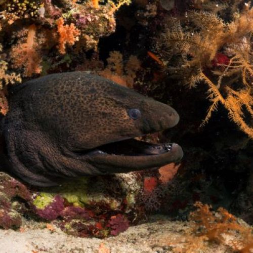 Eel Garden_8be09_lg