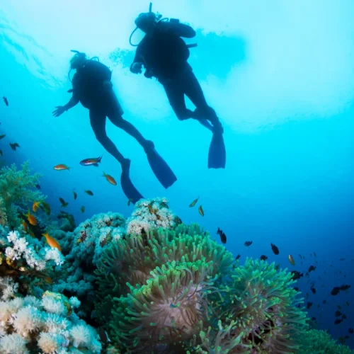 Intro-Dive-for-Beginners-6