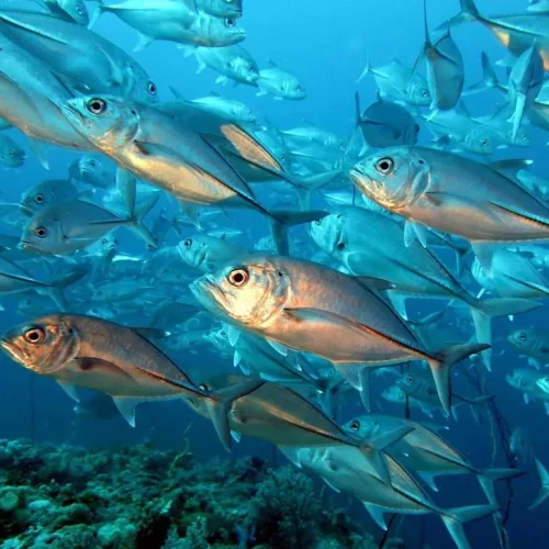 Jack-Fish-Alley