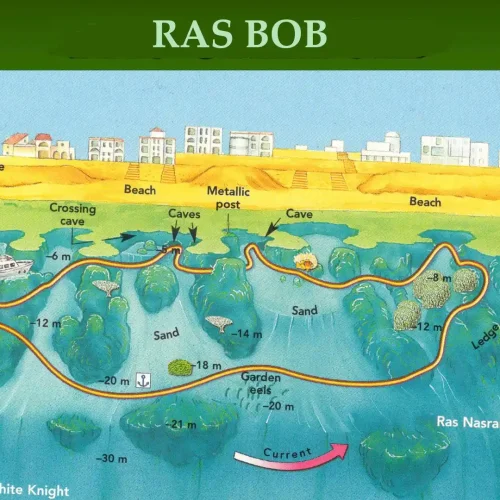 Ras Bob