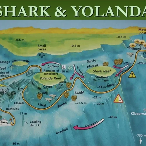 Shark&Yolanda