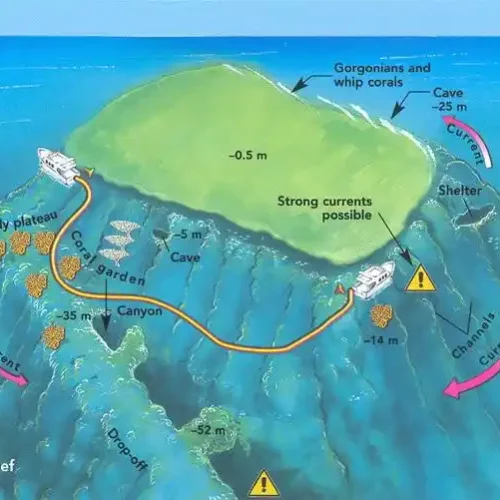 Thomas Reef