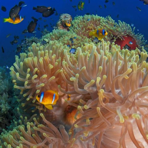 anemone-city-ras-mohammed-mar-rojo-egipt