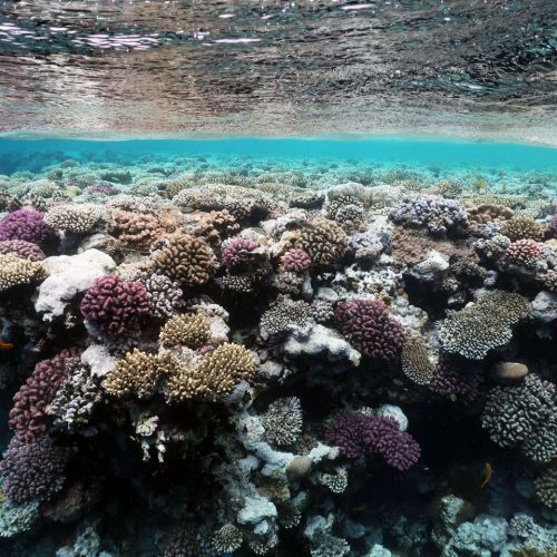 coral-reef-at-ras-nasrani-sharm-el-sheikh