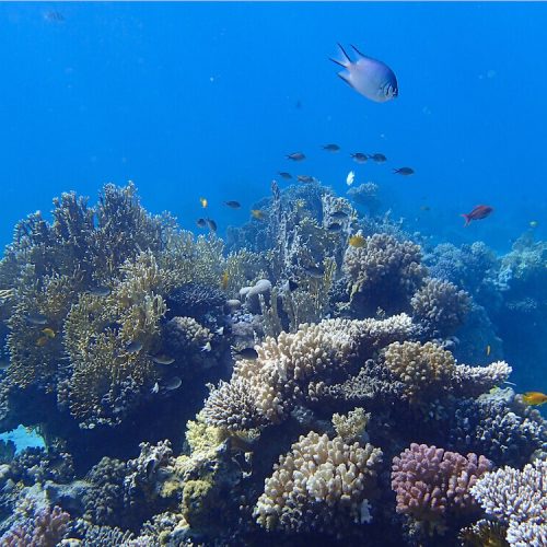 gordon-reef