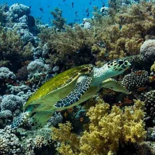 gordon-reef-sharm-egypt-050