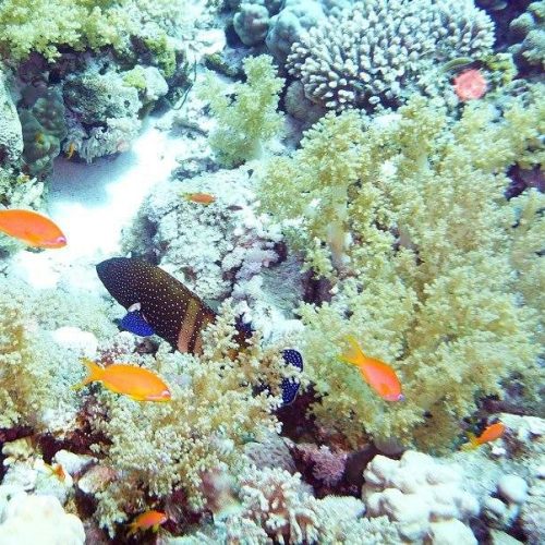 jackson-reef