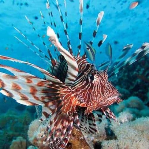 jackson-reef-sharm-050