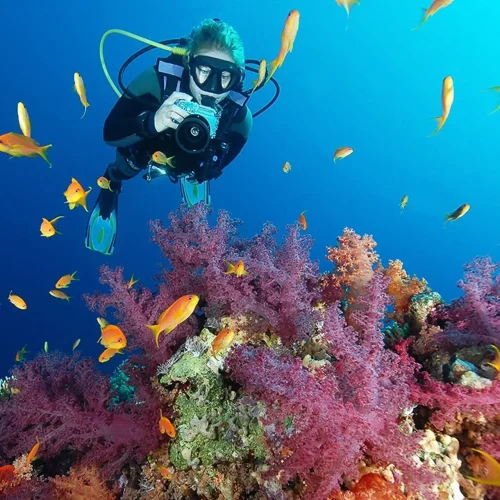 max_Middle-East-Egypt-Sharm-el-Sheikh-coral-reef-diver-diving-camel-dive-club-Gallery_.webp_webp_40cd750bba9870f18aada2478b24840a