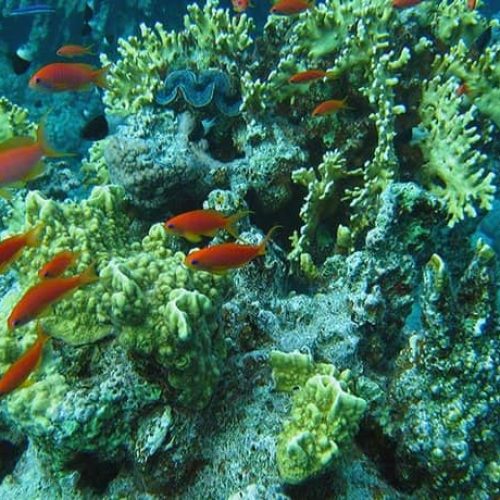 ras-nasrani-sharm-06