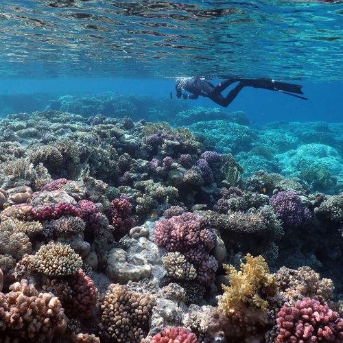 snorkeling-at-ras-nasrani-egypt