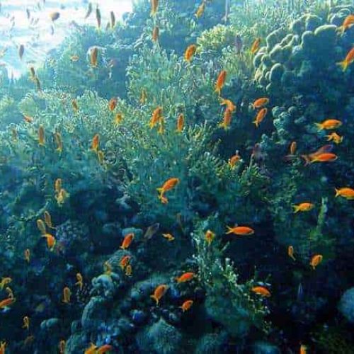 thomas-reef-sharm-egypt-050