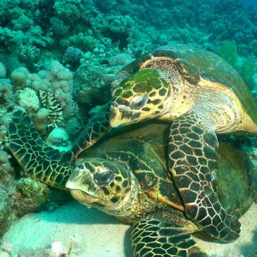 turtles-at-the-red-sea