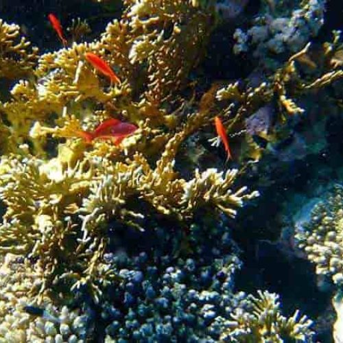 woodhouse-reef-sharm-050